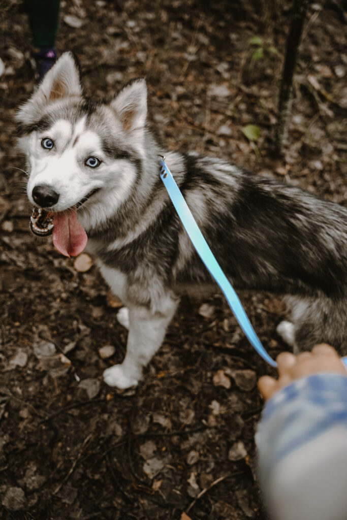 Linka treningowa BioThane® – Blue Sky