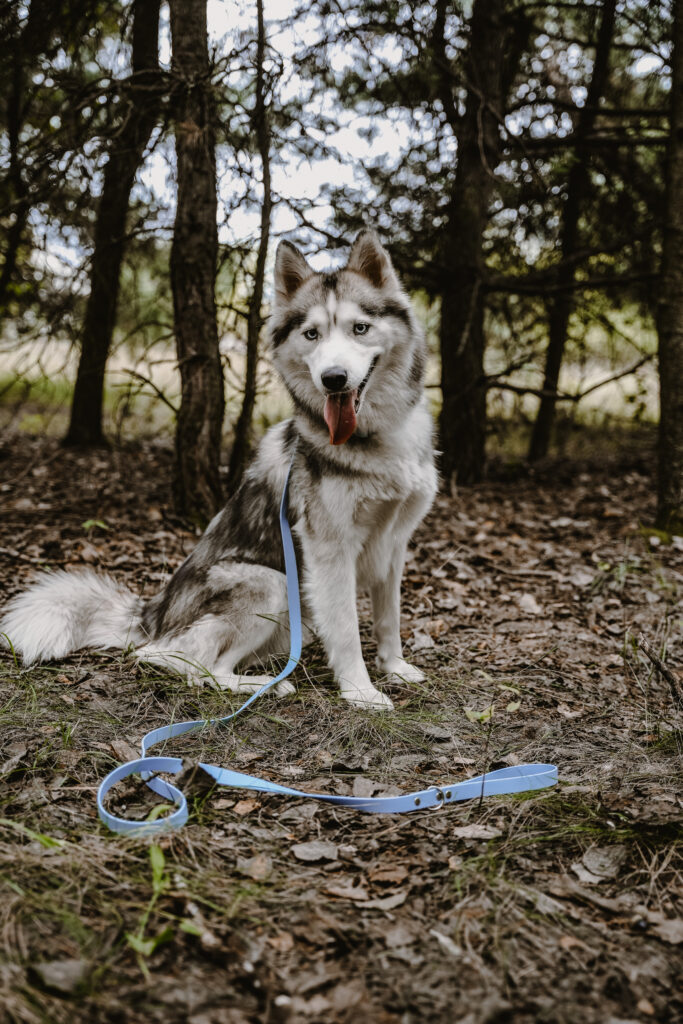 Linka treningowa BioThane® – Blue Sky