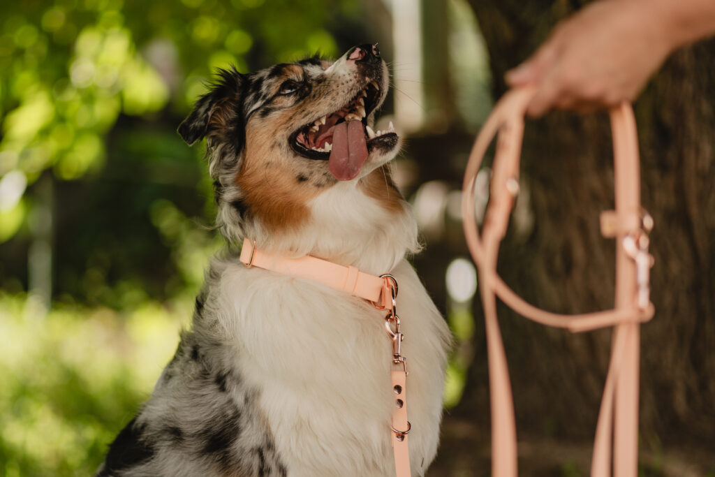 Linka treningowa BioThane® – Peach
