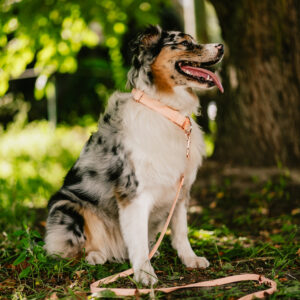 Linka treningowa BioThane® – Peach