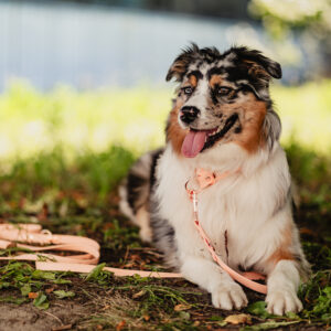 Linka treningowa BioThane® – Peach