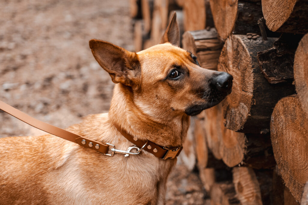 Linka treningowa BioThane® – Brown Sugar