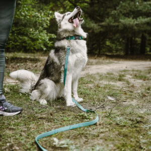Linka treningowa HEXA – Forest