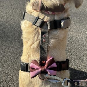 Szelki bezuciskowe Doggie Dots Blue HEXA