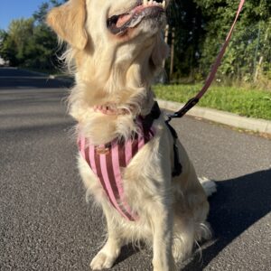 Szelki bezuciskowe Doggie Dots Blue HEXA