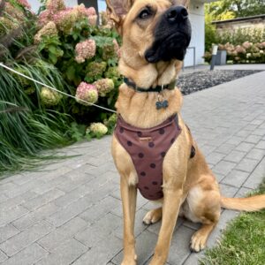 Szelki bezuciskowe Doggie Dots Chocolate HEXA