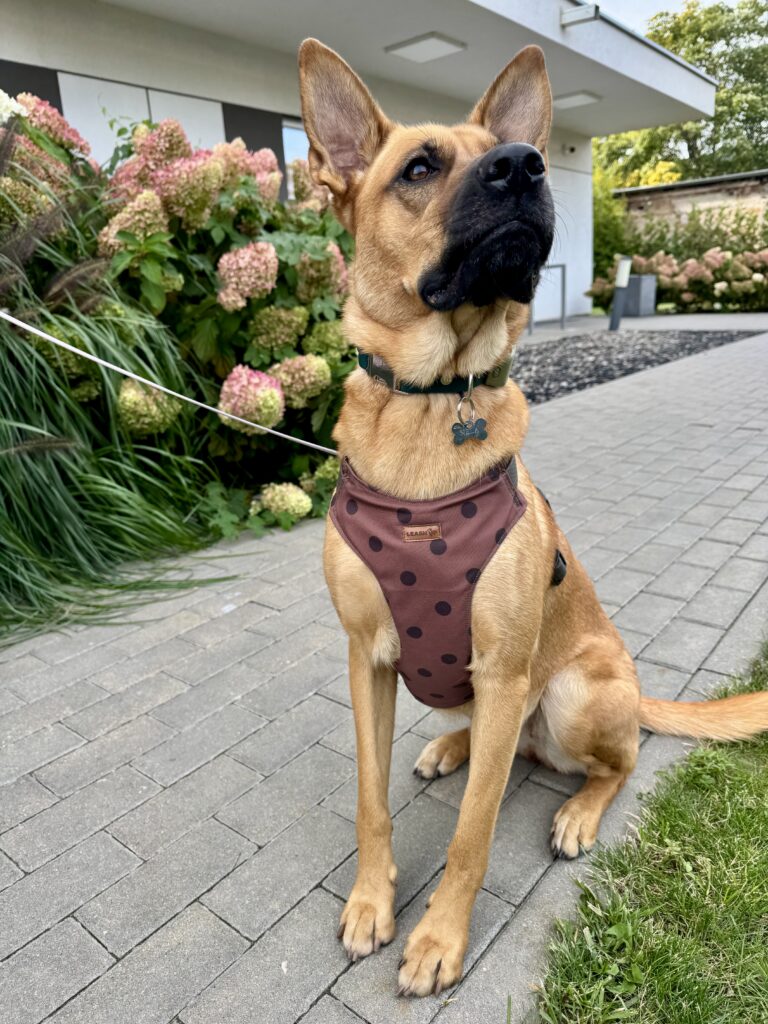 Szelki bezuciskowe Doggie Dots Chocolate HEXA