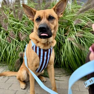 Szelki bezuciskowe Puppy Lines Blue HEXA