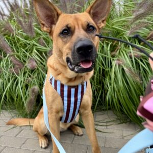 Szelki bezuciskowe Puppy Lines Blue HEXA